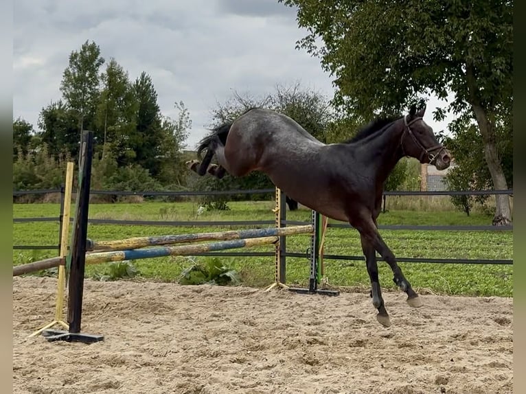 Malopolski Jument 4 Ans 157 cm Léopard in Hrubieszów