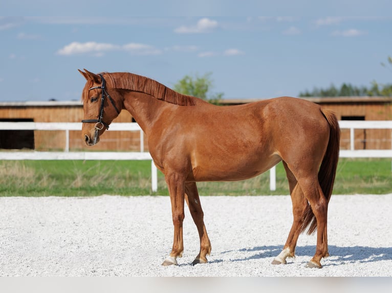 Malopolski Jument 6 Ans 157 cm Alezan in Wydrza