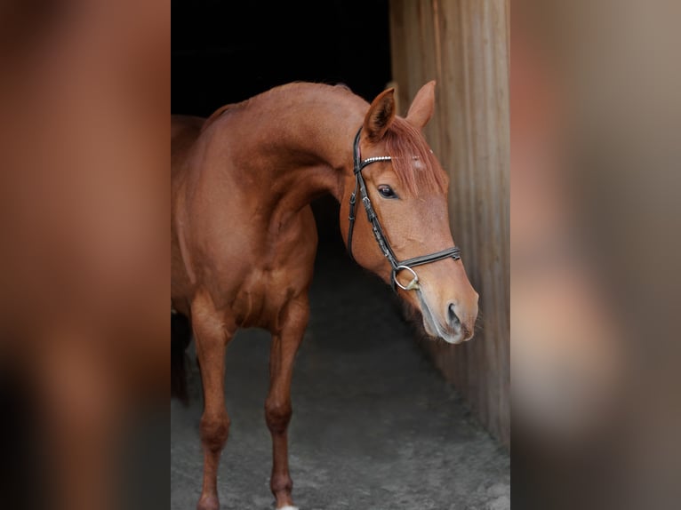 Malopolski Jument 6 Ans 157 cm Alezan in Wydrza