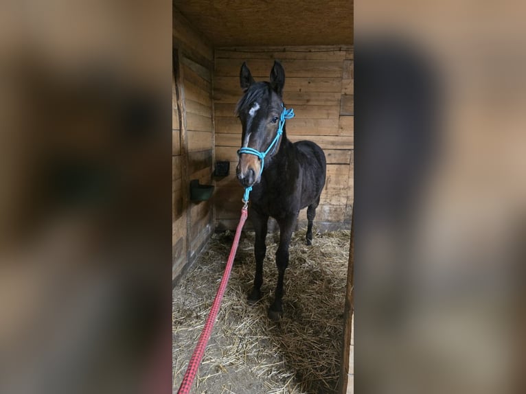 Malopolski Jument 7 Ans 168 cm Bai cerise in Zamość
