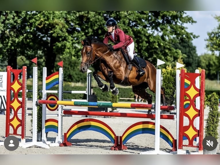 Malopolski Jument 9 Ans 168 cm Bai cerise in Str&#xF3;&#x17C;e