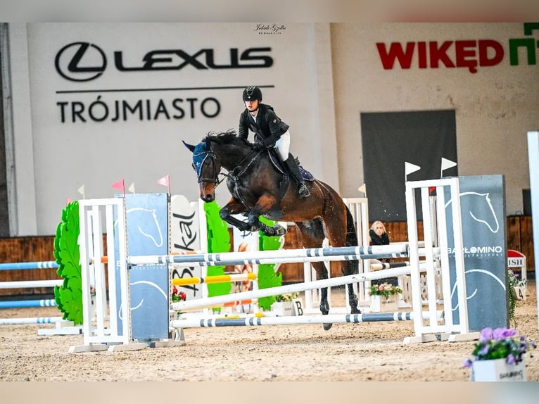 Malopolski Merrie 12 Jaar 173 cm Bruin in Słupsk