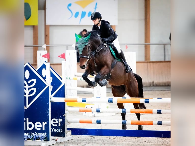 Malopolski Merrie 12 Jaar 173 cm Bruin in Słupsk