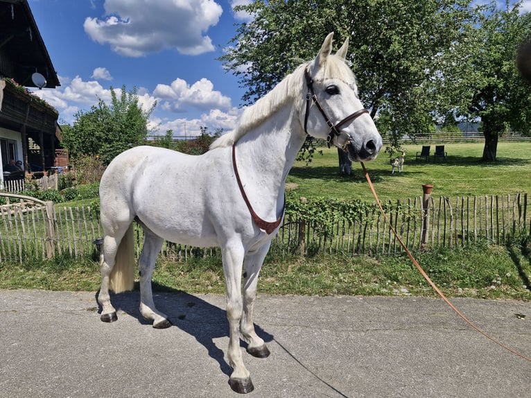 Malopolski Merrie 13 Jaar 153 cm Vliegenschimmel in Haibach