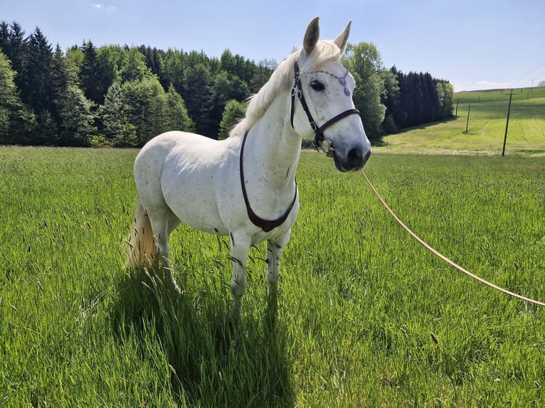Malopolski Merrie 13 Jaar 153 cm Vliegenschimmel in Haibach