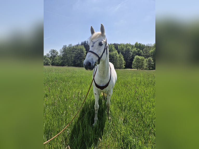 Malopolski Merrie 13 Jaar 153 cm Vliegenschimmel in Haibach