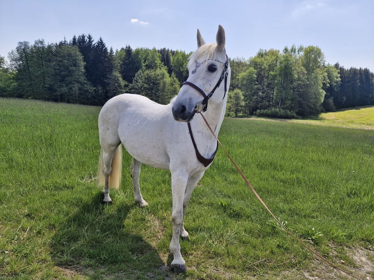 Malopolski Merrie 13 Jaar 153 cm Vliegenschimmel in Haibach