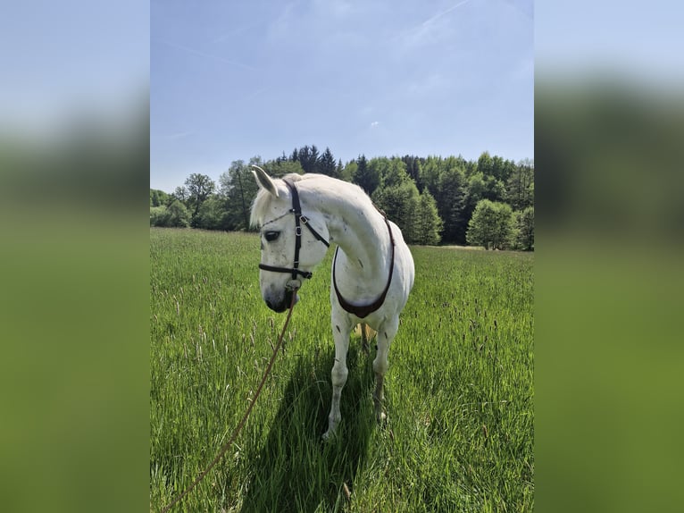 Malopolski Merrie 13 Jaar 153 cm Vliegenschimmel in Haibach