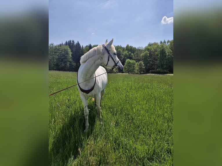 Malopolski Merrie 13 Jaar 153 cm Vliegenschimmel in Haibach