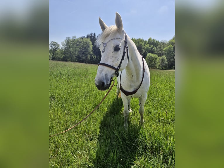 Malopolski Merrie 13 Jaar 153 cm Vliegenschimmel in Haibach