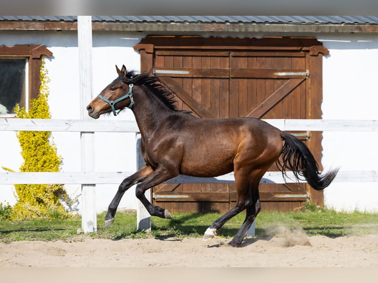 Malopolski Mix Merrie 2 Jaar 153 cm Roodbruin in Grębów