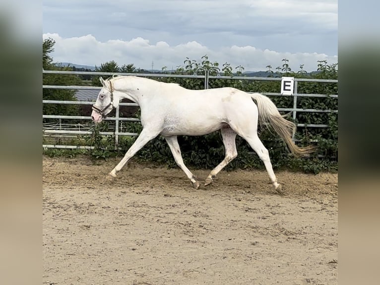 Malopolski Merrie 3 Jaar 161 cm Appaloosa in Waiblingen