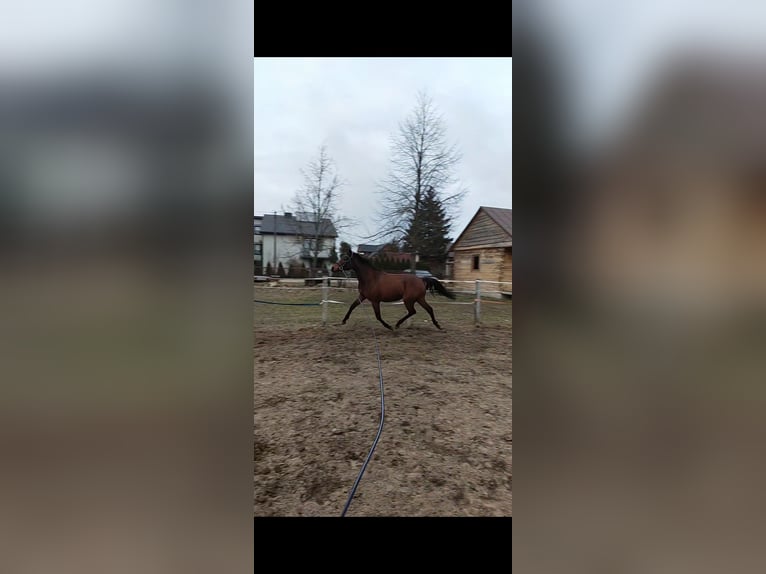 Malopolski Merrie 3 Jaar 162 cm Bruin in Ortel Królewski Pierwszy