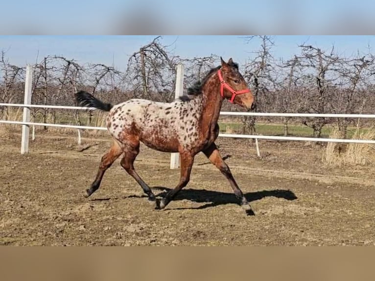 Malopolski Merrie 3 Jaar Appaloosa in Łoniów