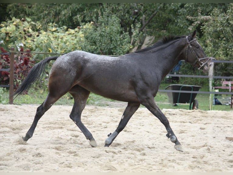 Malopolski Merrie 4 Jaar 157 cm Appaloosa in Hrubieszów