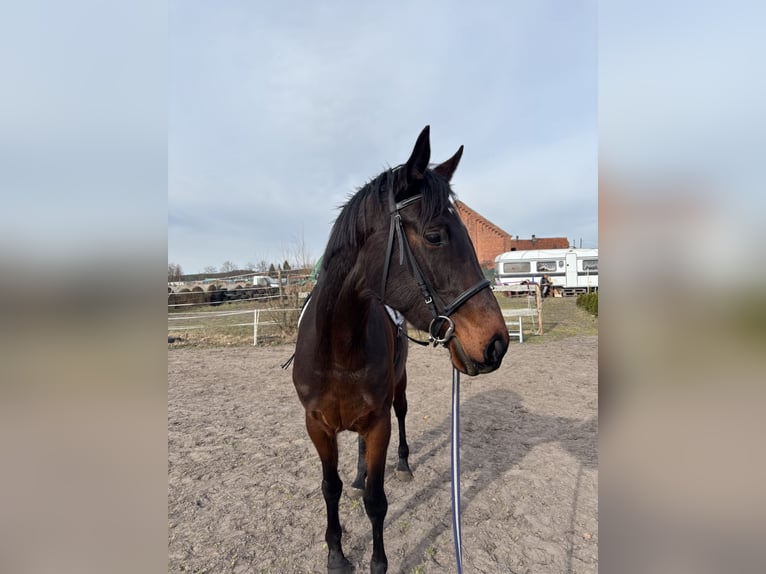 Malopolski Merrie 4 Jaar 170 cm  in nowe polichno