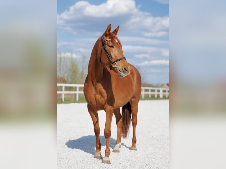 Malopolski Merrie 6 Jaar 157 cm Vos in Wydrza