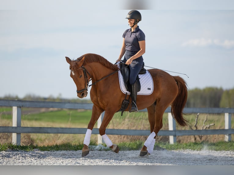 Malopolski Merrie 6 Jaar 157 cm Vos in Wydrza