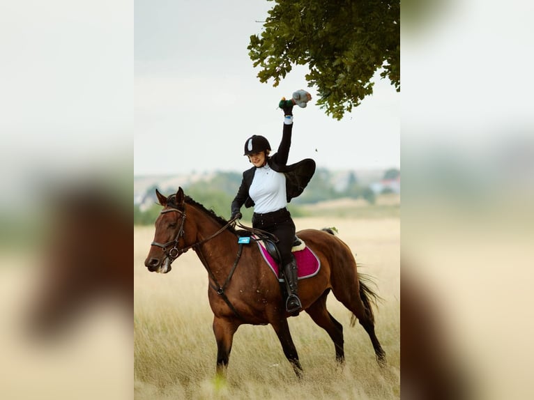 Malopolski Merrie 7 Jaar 168 cm Roodbruin in Zamość