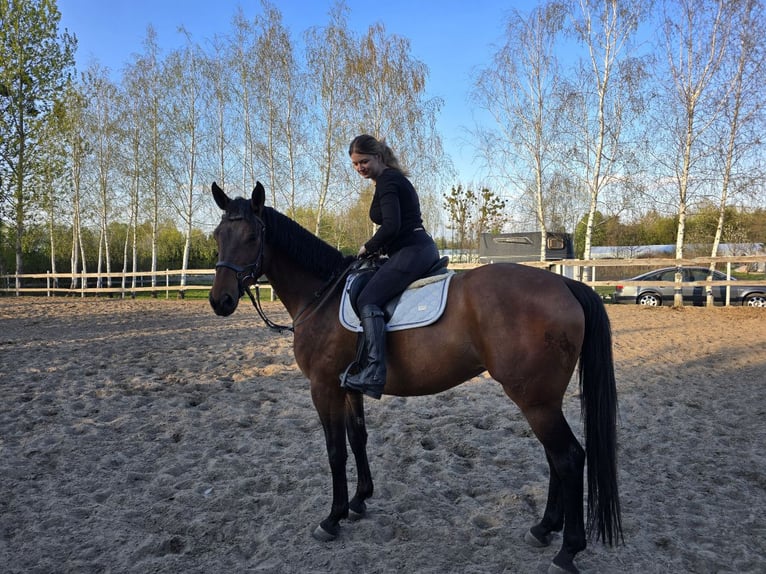 Malopolski Merrie 7 Jaar 168 cm Roodbruin in Zamość
