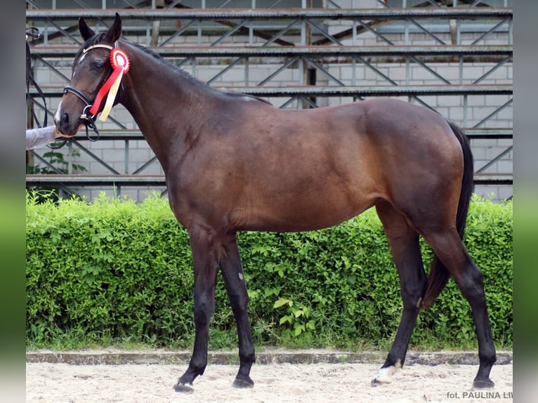 Malopolski Merrie 7 Jaar 168 cm Roodbruin in woj. Mazowieckie
