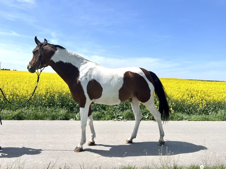 Malopolski Merrie 8 Jaar 160 cm Gevlekt-paard in Chełmża