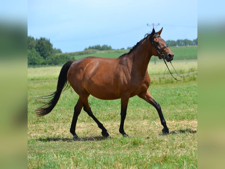 Malopolski Merrie 9 Jaar 165 cm Bruin in Rożniatów