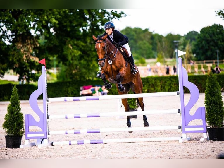 Malopolski Merrie 9 Jaar 168 cm Roodbruin in Str&#xF3;&#x17C;e