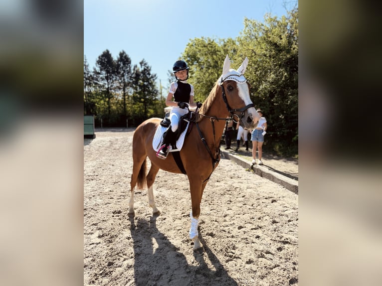 Malopolski Ruin 10 Jaar 165 cm Vos in Konary