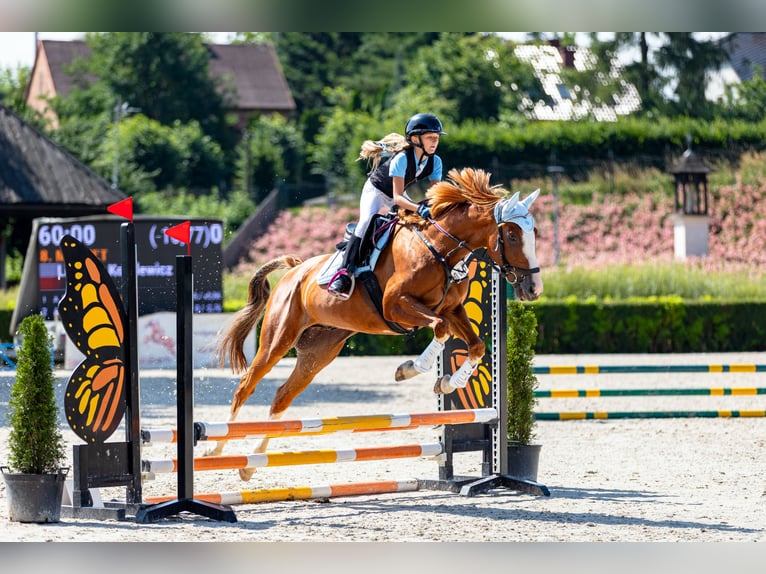 Malopolski Ruin 10 Jaar 165 cm Vos in Konary