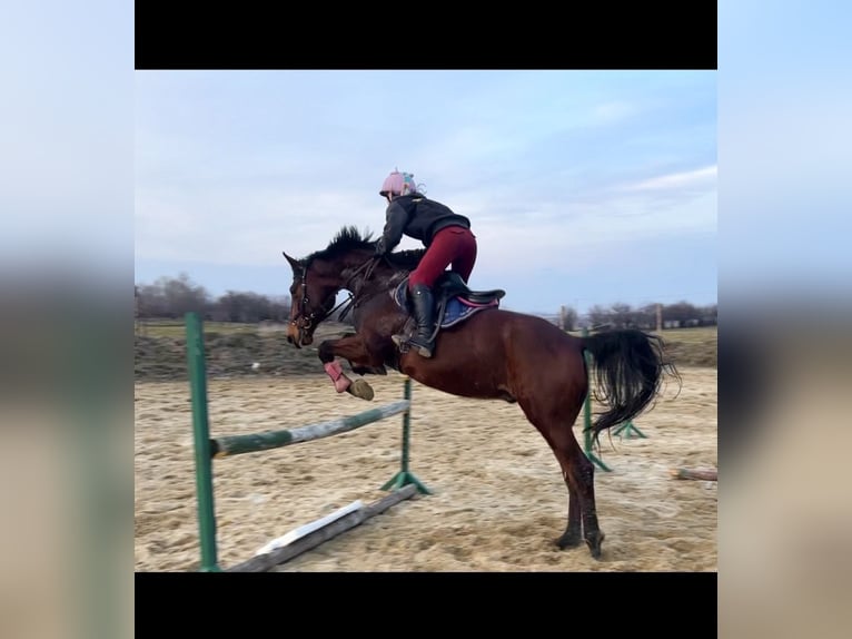 Malopolski Ruin 11 Jaar 165 cm Roodbruin in Puck