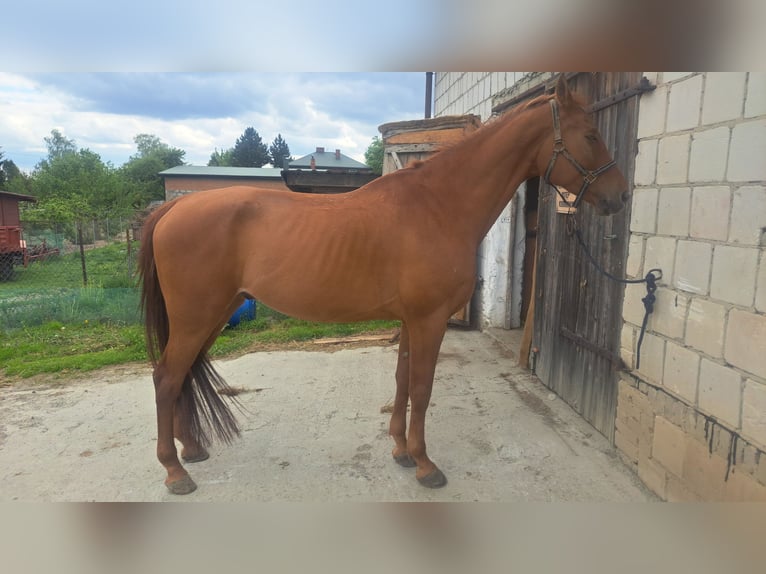 Malopolski Ruin 11 Jaar 166 cm Vos in Krasnystaw