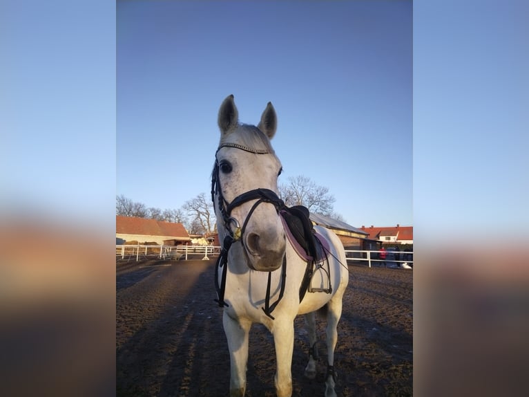 Malopolski Ruin 13 Jaar 160 cm Schimmel in Podgaj