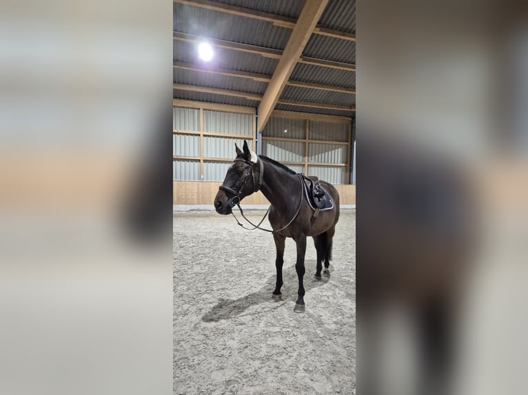 Malopolski Ruin 20 Jaar 163 cm Bruin in Weidhausen bei Coburg