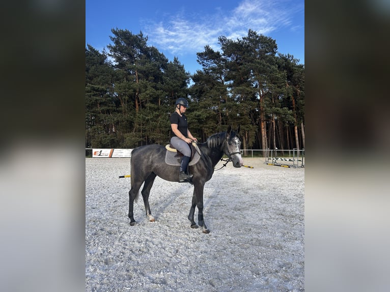 Malopolski Ruin 3 Jaar 164 cm Schimmel in Śrem