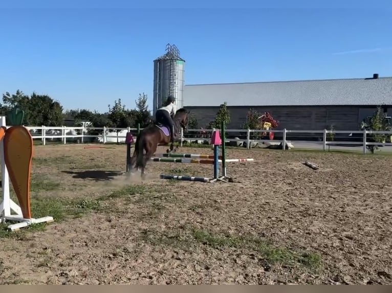 Malopolski Ruin 4 Jaar 161 cm Bruin in Kochowo