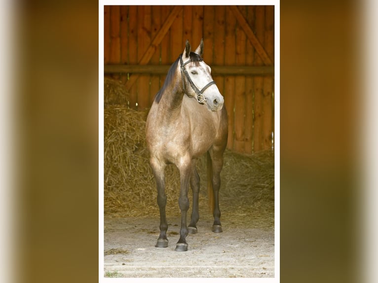 Malopolski Ruin 5 Jaar 163 cm Schimmel in Unieszewo