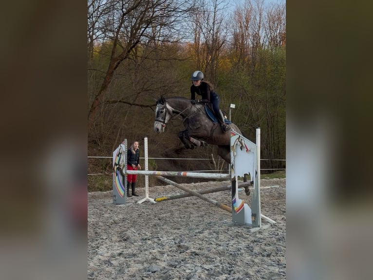 Malopolski Ruin 6 Jaar 160 cm Appelschimmel in Wieliczka