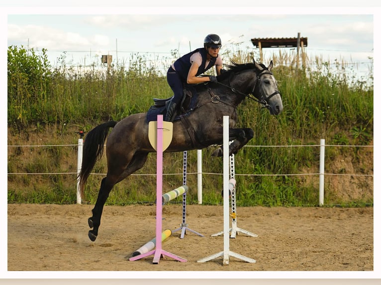 Malopolski Ruin 6 Jaar 163 cm Schimmel in Unieszewo