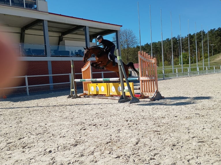 Malopolski Ruin 6 Jaar 164 cm Roodbruin in Leszno Dolne