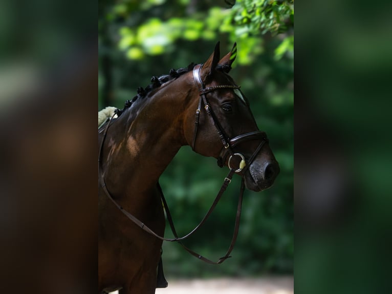 Malopolski Ruin 7 Jaar 172 cm Zwartbruin in Po&#x15B;wi&#x119;tne