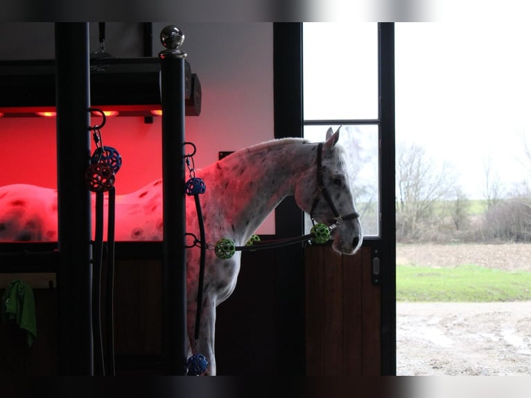 Malopolski Ruin 7 Jaar 180 cm Appaloosa in Wezembeek-Oppem