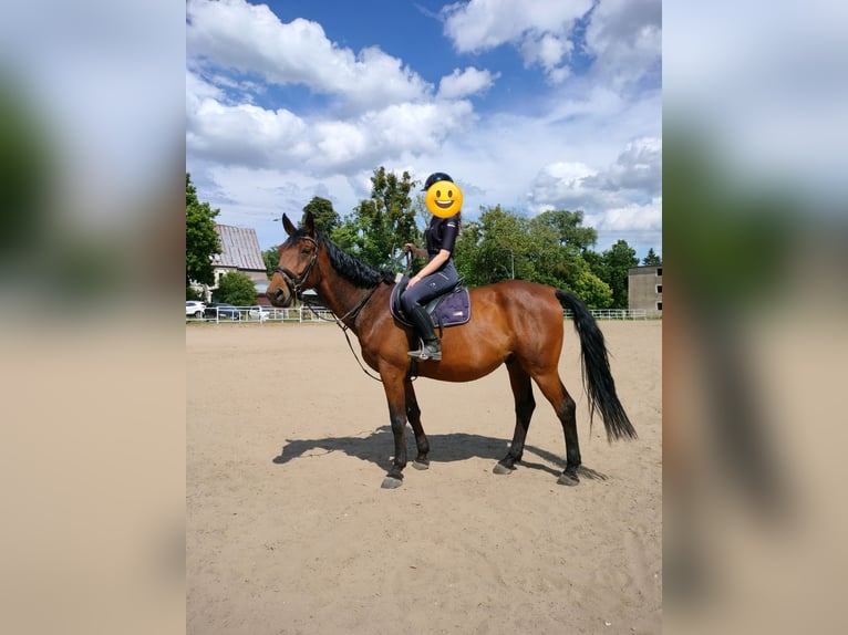 Malopolski Ruin 8 Jaar 166 cm Bruin in Malbork
