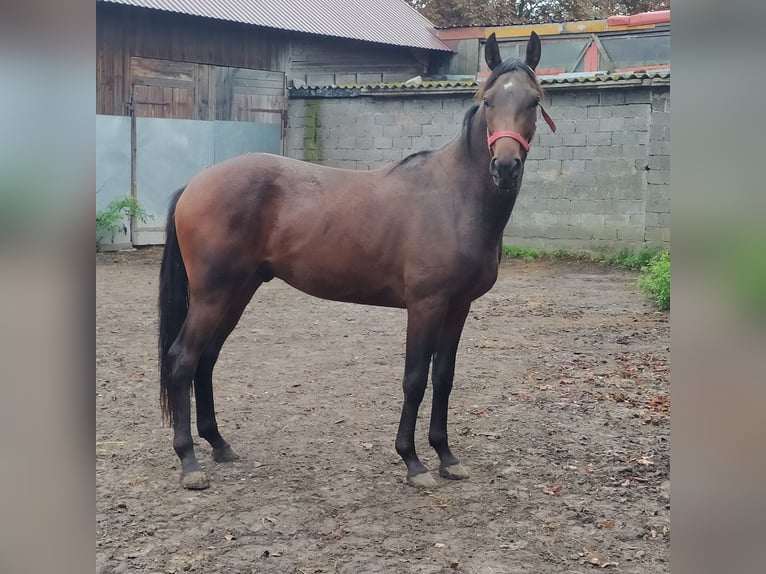 Malopolski Semental 2 años 162 cm Castaño in Chodów