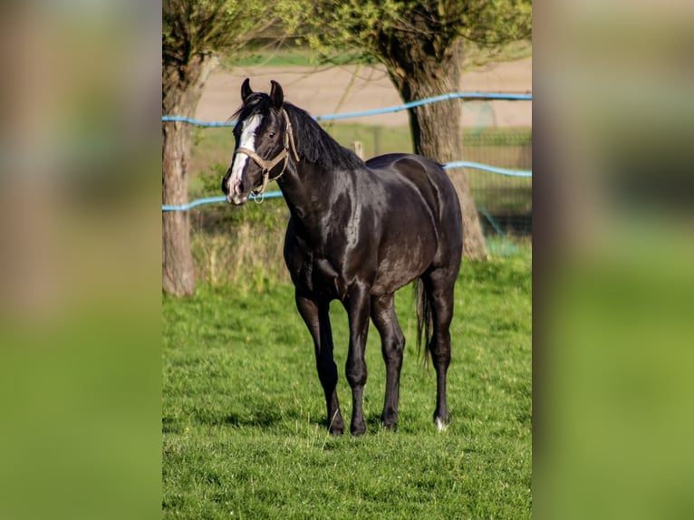 Malopolski Semental 4 años 165 cm Negro in Nowy Korczyn