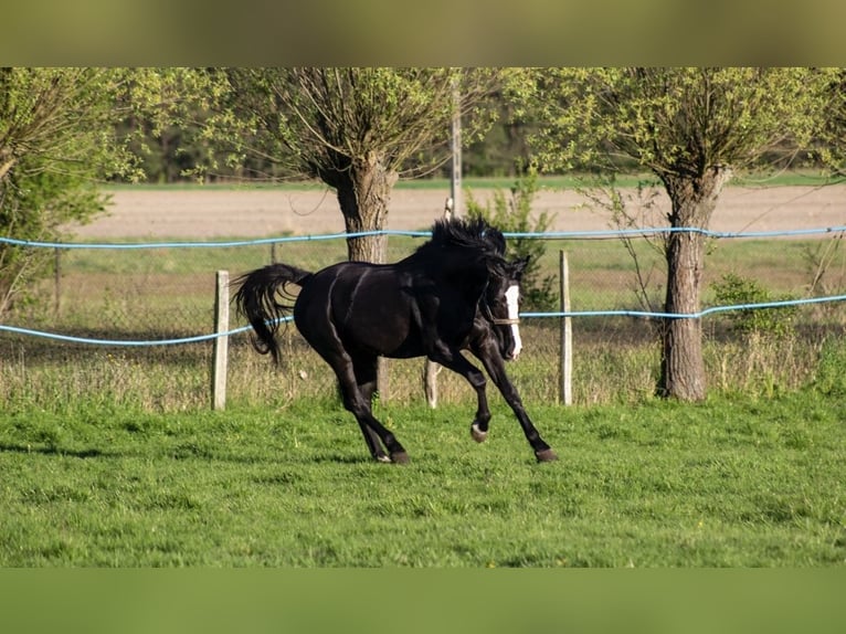 Malopolski Semental 4 años 165 cm Negro in Nowy Korczyn