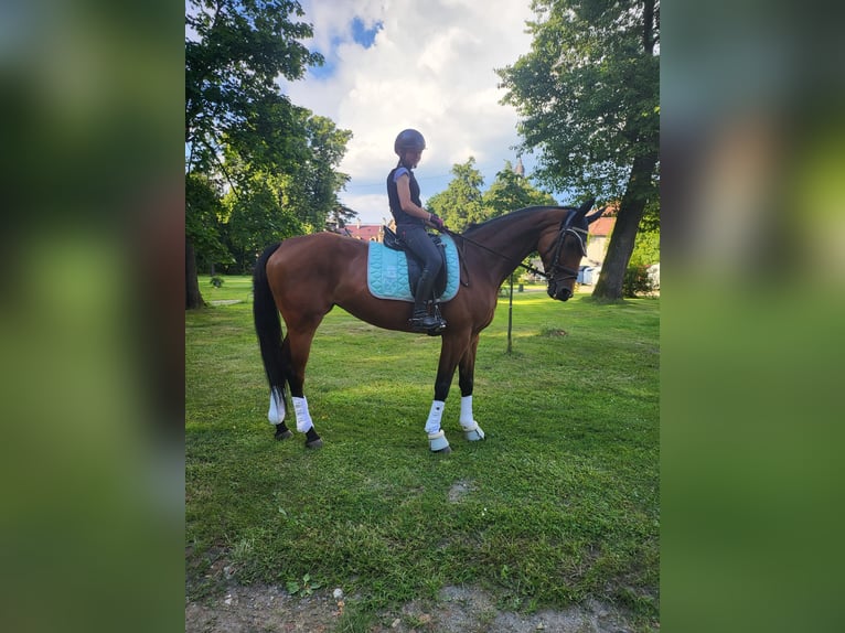 Malopolski Yegua 11 años 165 cm Castaño in Trzebinia