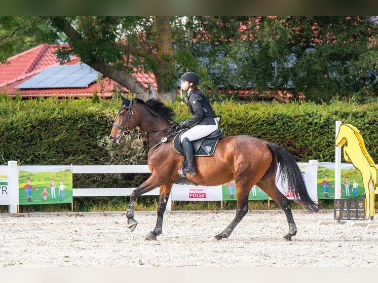 Malopolski Yegua 12 años 173 cm Castaño in Słupsk