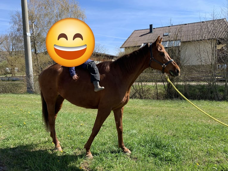 Malopolski Mestizo Yegua 14 años 164 cm Alazán in Gerolfingen