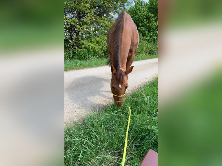 Malopolski Mestizo Yegua 14 años 164 cm Alazán in Gerolfingen